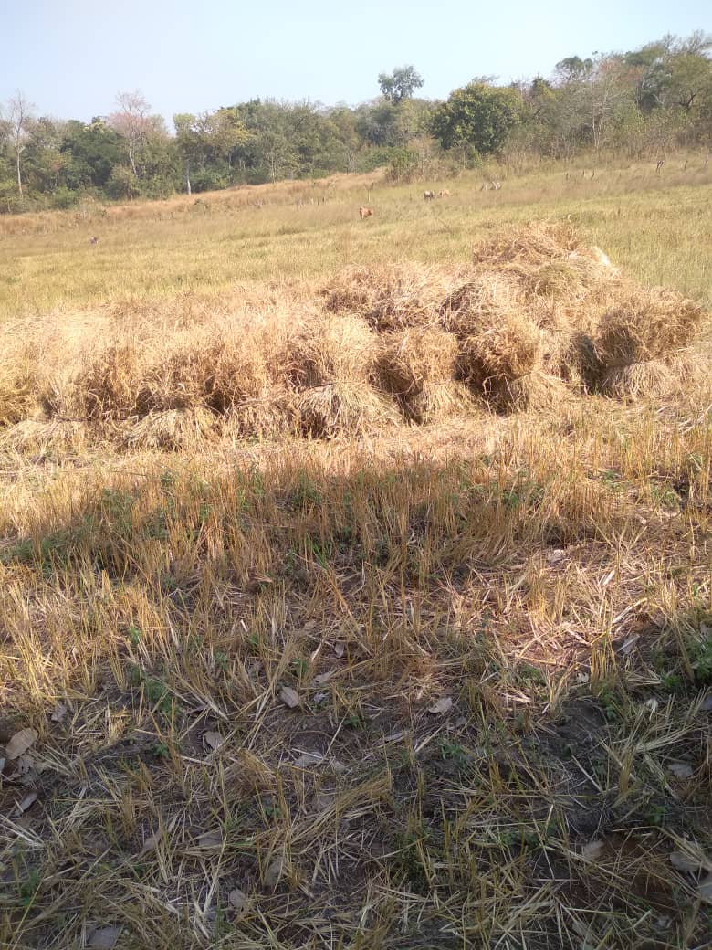 Sustainable Farming Techniques